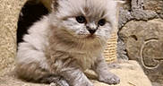 Orphee participe au concours pour gagner de l'argent avec cette photo : asian_semi_longhair, british_semi_longhair, carnivoran, cat, cat_like_mammal, domestic_long_haired_cat, domestic_short_haired_cat, fur, himalayan, kitten, napoleon_cat, persian, ragdoll, small_to_medium_sized_cats, snout, whiskers