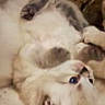Orphee participe au concours pour gagner de l'argent avec cette photo : carnivoran, cat, cat_like_mammal, dog_breed_group, fur, kitten, paw, ragdoll, small_to_medium_sized_cats, snout, whiskers