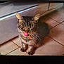 animal, brown, cat, close_up, cute, domestic_cat, ears, face, feline, floor, home, indoor, muzzle, pet, sitting, striped, tabby_cat, tiled_floor, tongue_out, whiskers