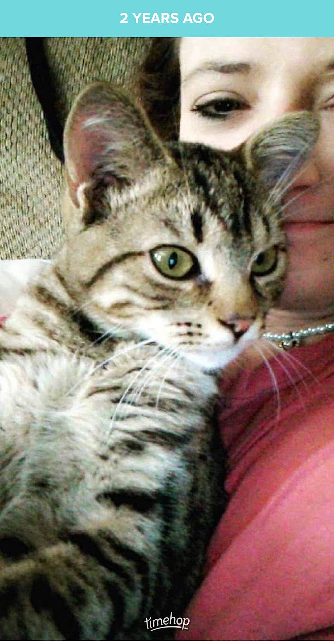 Baker joined the competition — help win amazing prizes! carnivore, cat, claw, domestic_short_haired_cat, eye, felidae, fur, gesture, iris, paw, small_to_medium_sized_cats, snout, terrestrial_animal, whiskers, wildlife