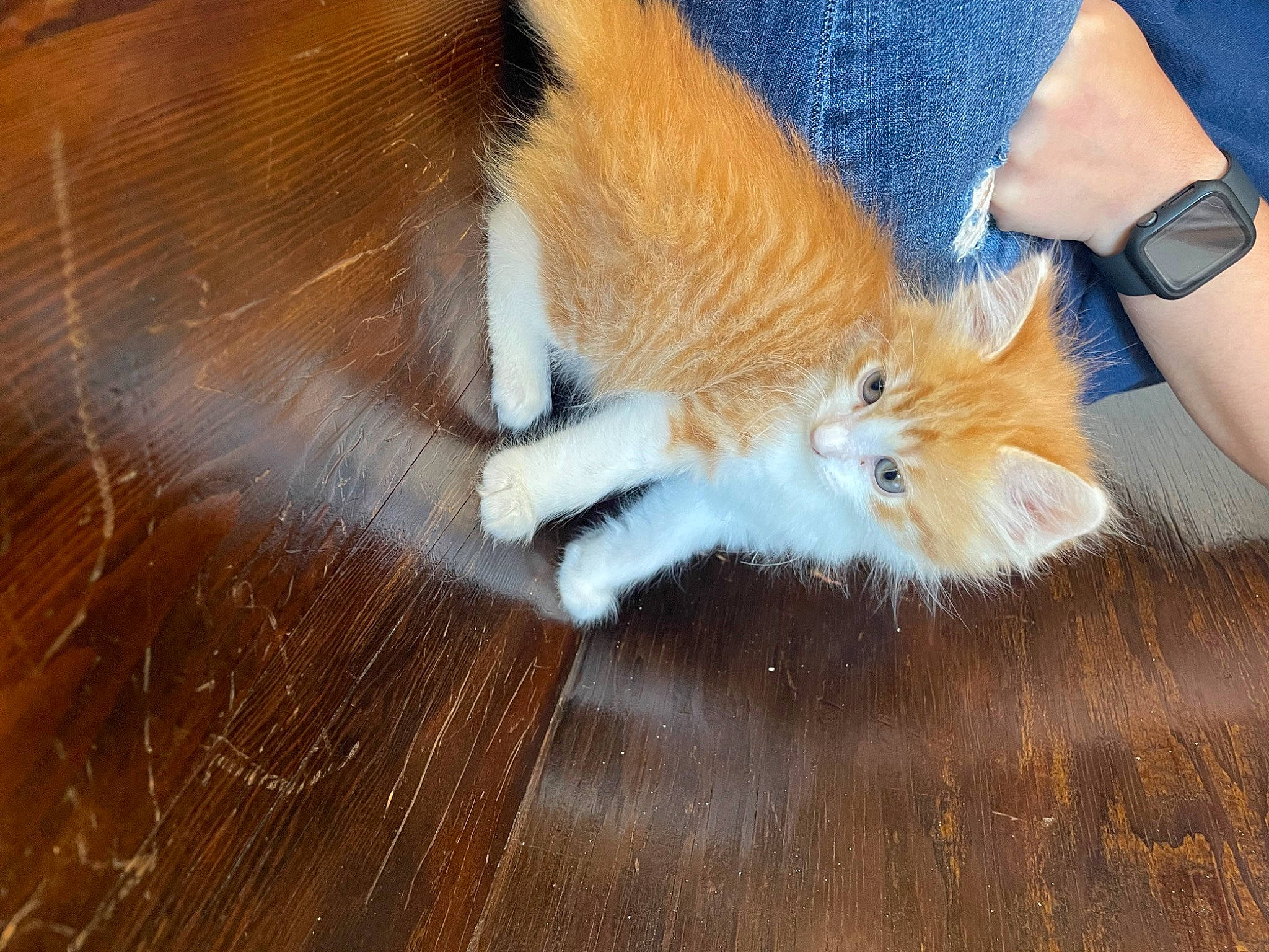 Cheddar is registered to the contest to win money with this photo: carnivore, cat, companion_dog, dog_breed, fawn, felidae, floor, flooring, foot, hardwood, human_leg, lap, small_to_medium_sized_cats, snout, tail, thigh, watch, whiskers, wood, wood_stain