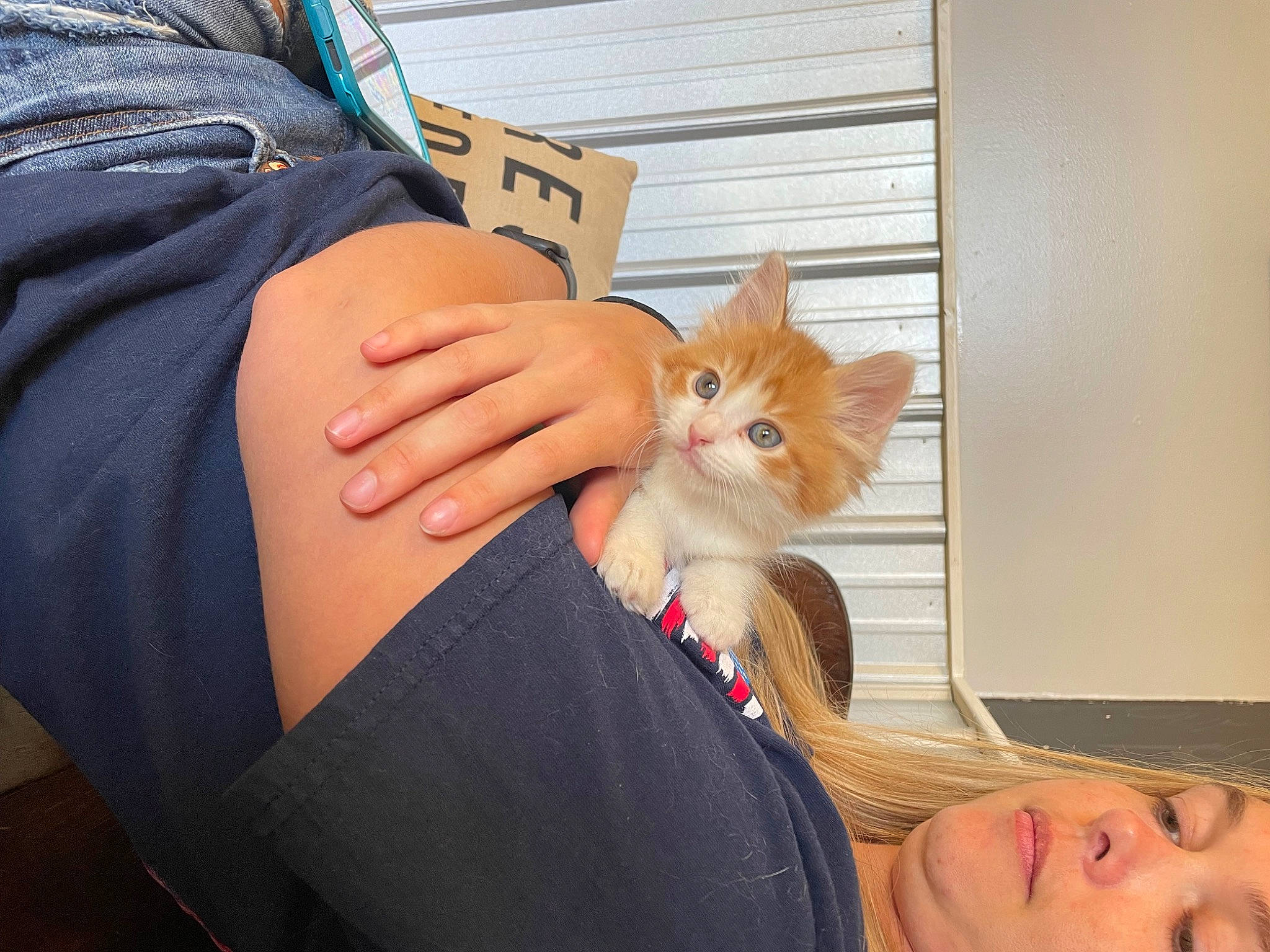 Cheddar joined the competition — help win amazing prizes! arm, carnivore, cat, comfort, elbow, fawn, felidae, finger, gesture, hand, human_leg, joint, lap, long_hair, nail, shoulder, sleeve, small_to_medium_sized_cats, whiskers, wrist