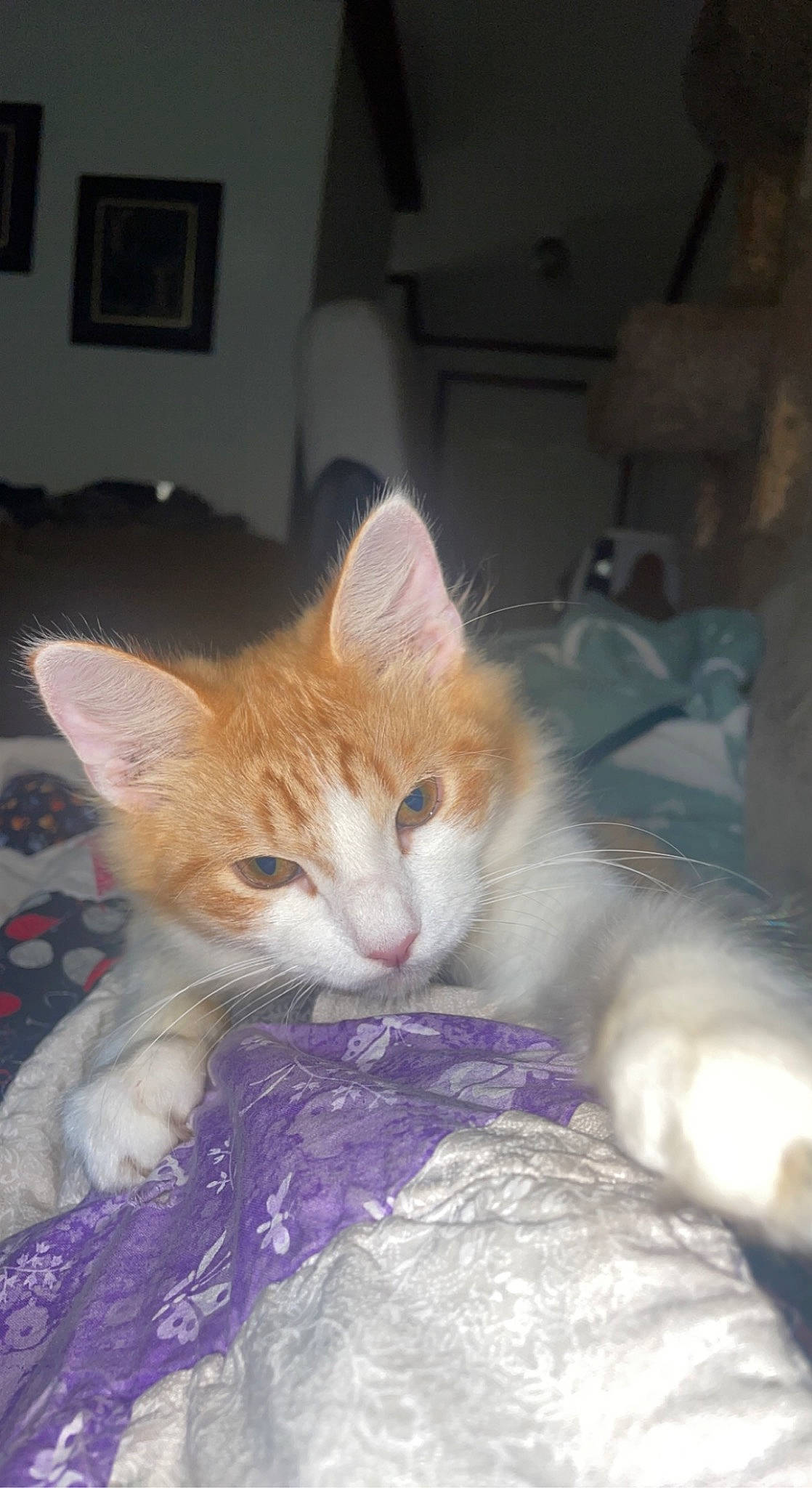 Cheddar is registered to the contest to win money with this photo: carnivore, cat, claw, comfort, domestic_short_haired_cat, fawn, felidae, fur, nap, paw, picture_frame, small_to_medium_sized_cats, tail, whiskers, window