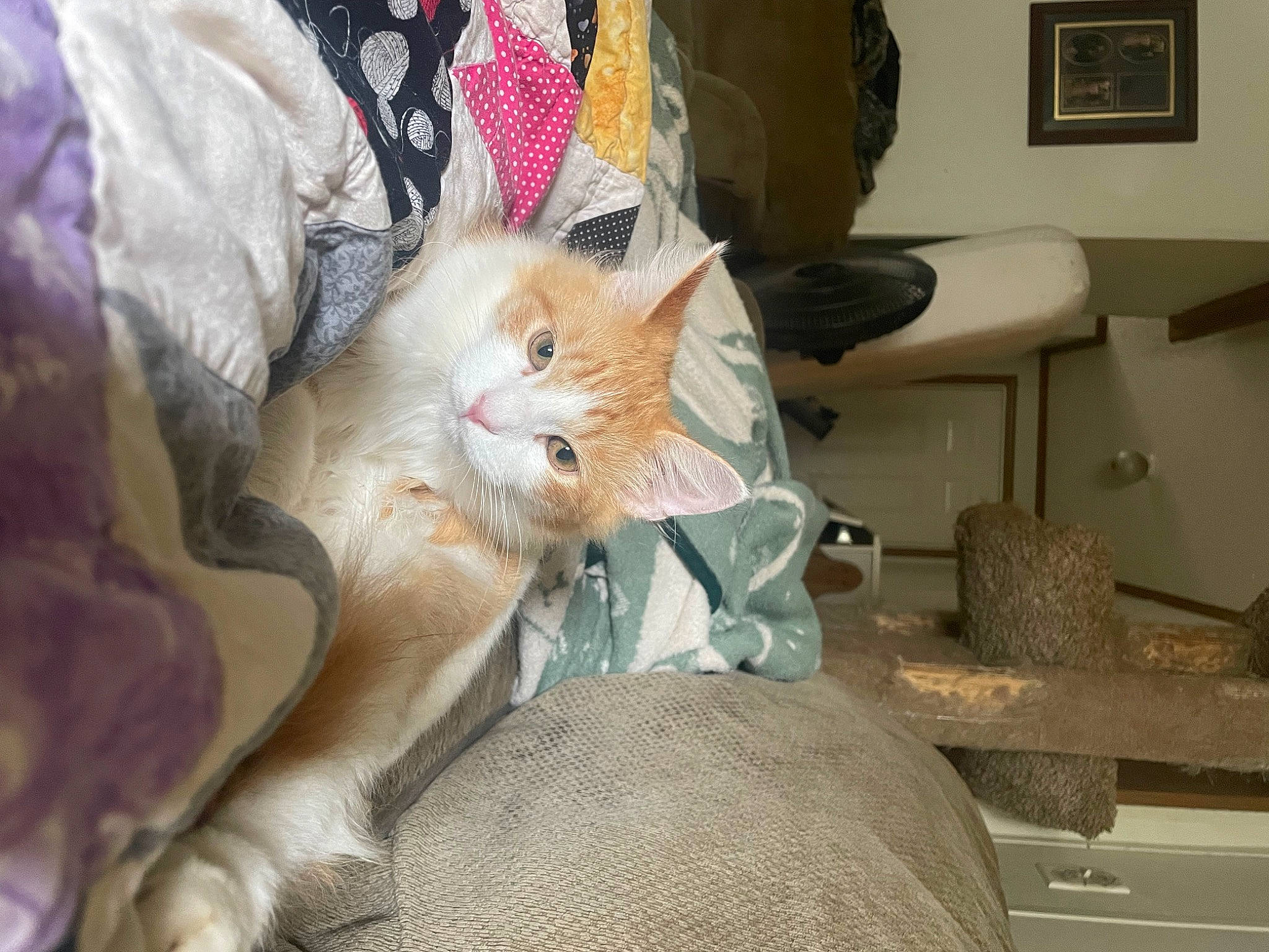 Cheddar is registered to the contest to win money with this photo: bag, carnivore, cat, chair, claw, comfort, domestic_short_haired_cat, fawn, felidae, fur, human_leg, lap, linens, nap, paw, picture_frame, room, small_to_medium_sized_cats, tail, whiskers
