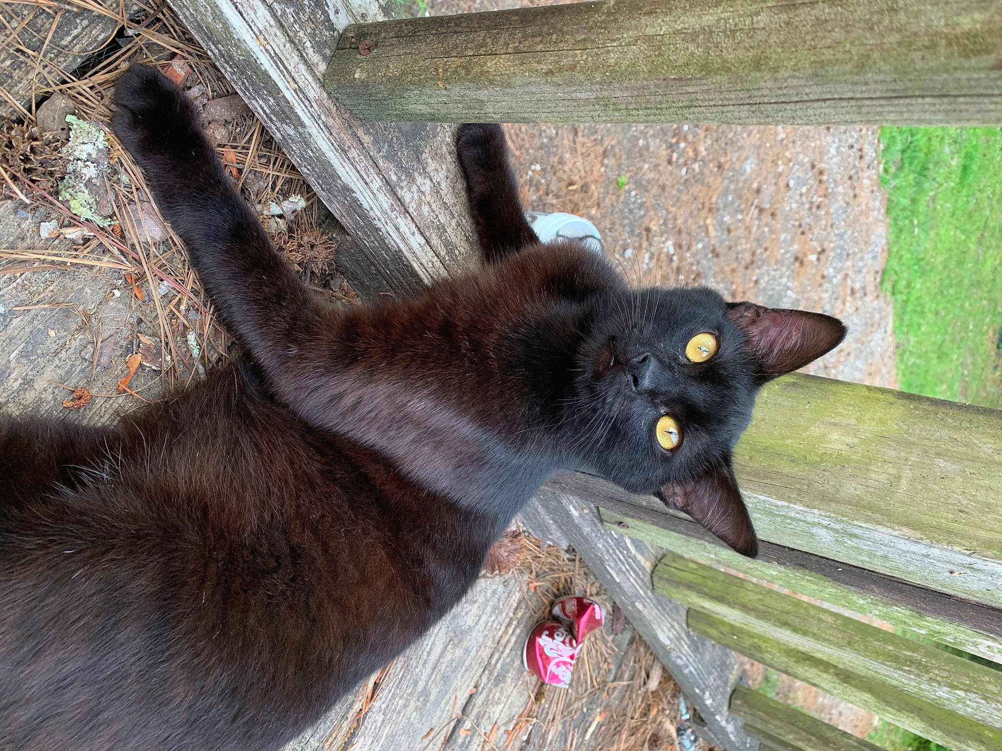 Rat joined the competition — help win amazing prizes! black_cat, bombay, carnivore, cat, domestic_short_haired_cat, fawn, felidae, fur, grass, plant, small_to_medium_sized_cats, snout, tail, terrestrial_animal, tree, whiskers, window