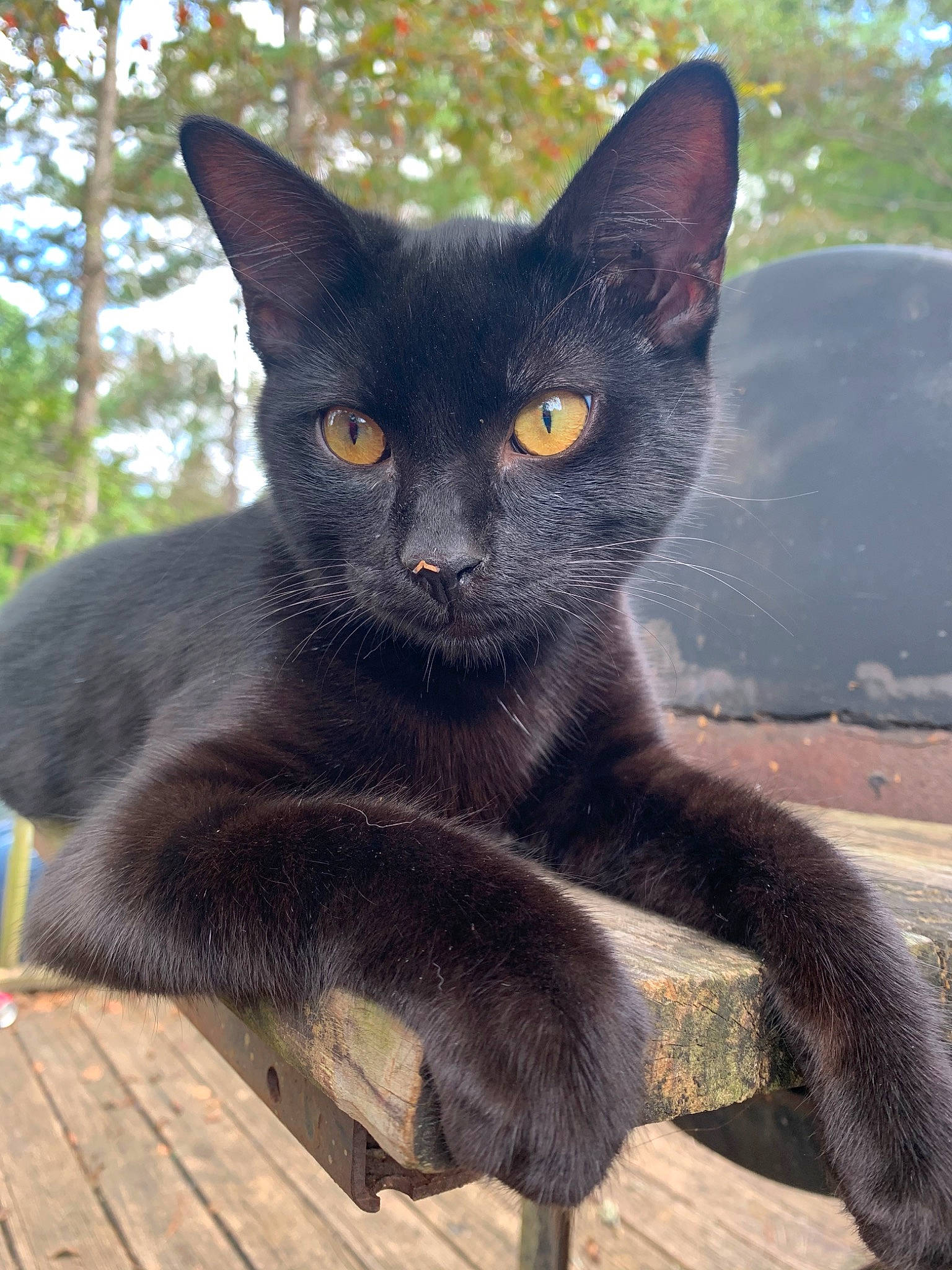 Rat joined the competition — help win amazing prizes! black_cat, bombay, carnivore, cat, domestic_short_haired_cat, eye, felidae, fur, head, iris, plank, small_to_medium_sized_cats, snout, tail, terrestrial_animal, tree, whiskers