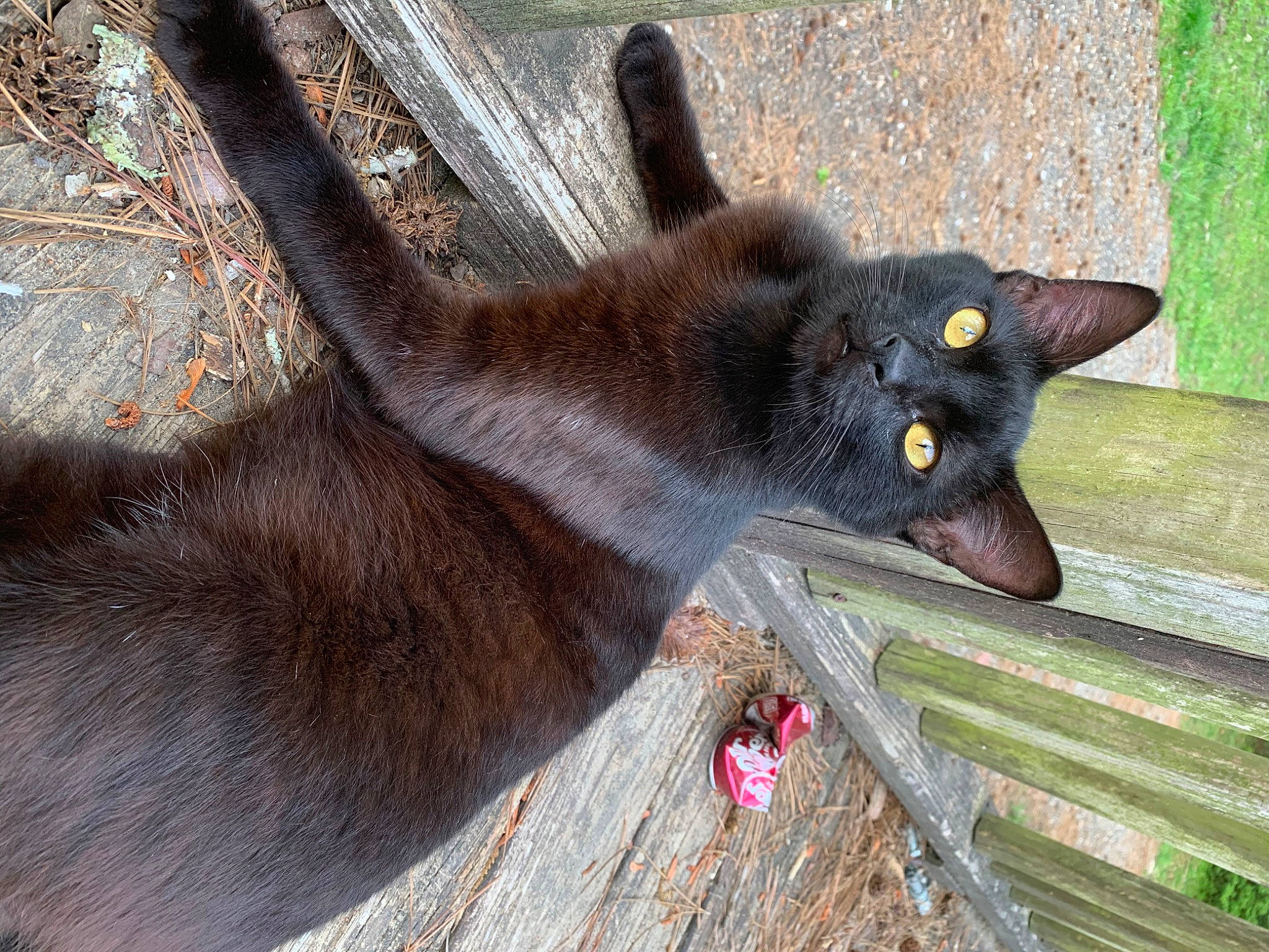 Rat is registered to the contest to win money with this photo: black_cat, bombay, carnivore, cat, claw, domestic_short_haired_cat, fawn, felidae, fur, grass, grey, plant, small_to_medium_sized_cats, snout, tail, terrestrial_animal, tree, whiskers, wildlife