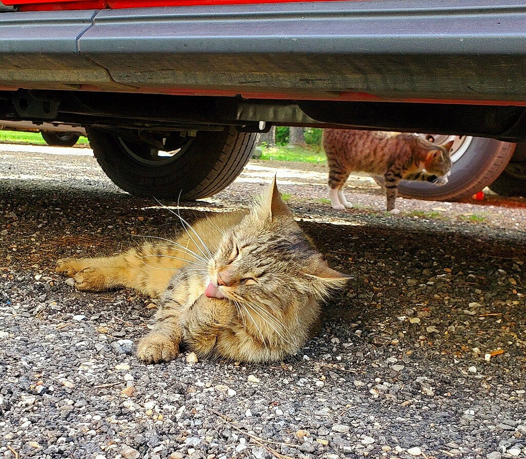 Xena joined the competition — help win amazing prizes! asphalt, automotive_lighting, automotive_tire, carnivore, cat, fawn, felidae, fender, grass, plant, road, road_surface, small_to_medium_sized_cats, tints_and_shades, tire, vehicle, wheel, whiskers, window, wood