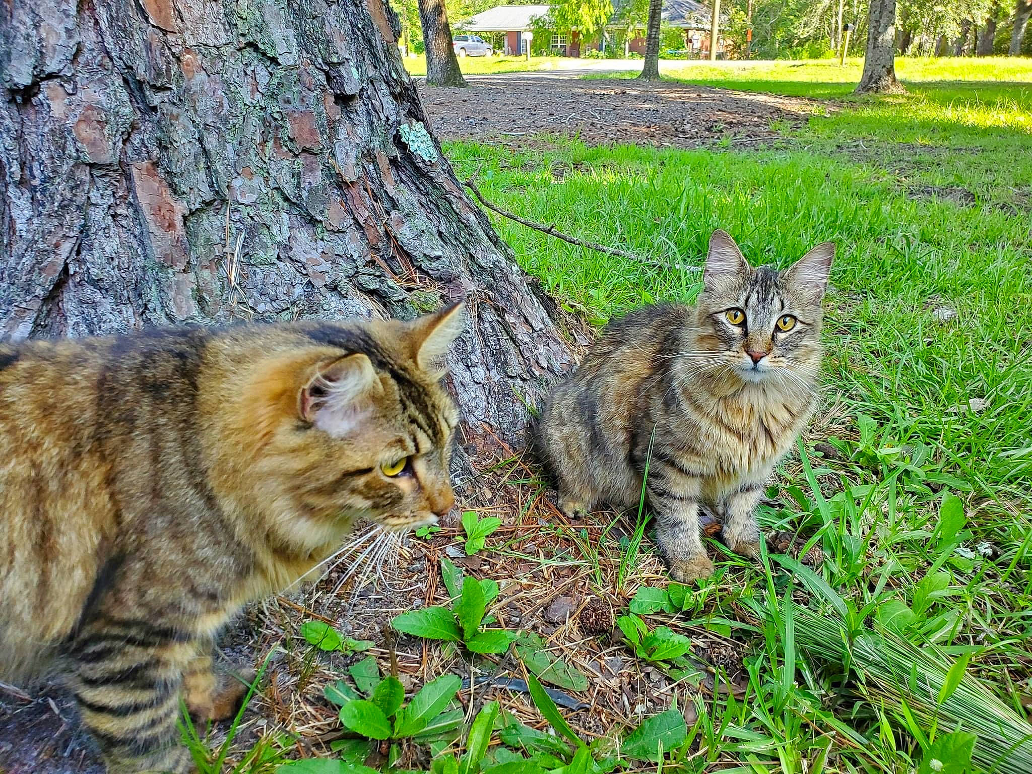 Xena joined the competition — help win amazing prizes! carnivore, cat, domestic_short_haired_cat, fawn, felidae, fur, grass, green, groundcover, plant, small_to_medium_sized_cats, snout, tail, terrestrial_animal, tree, trunk, whiskers, wildlife, wood, woody_plant