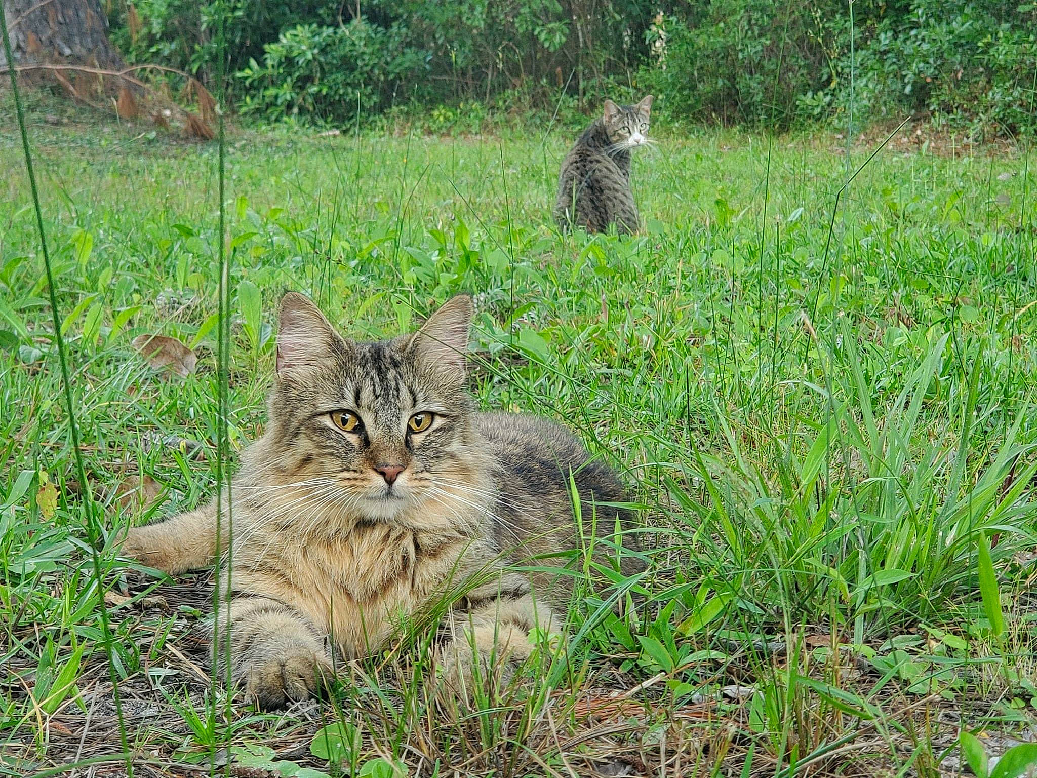 Xena is registered to the contest to win money with this photo: carnivore, cat, domestic_short_haired_cat, ecoregion, felidae, fur, grass, grass_family, grassland, groundcover, meadow, natural_landscape, pasture, plant, prairie, small_to_medium_sized_cats, snout, tail, terrestrial_animal, whiskers