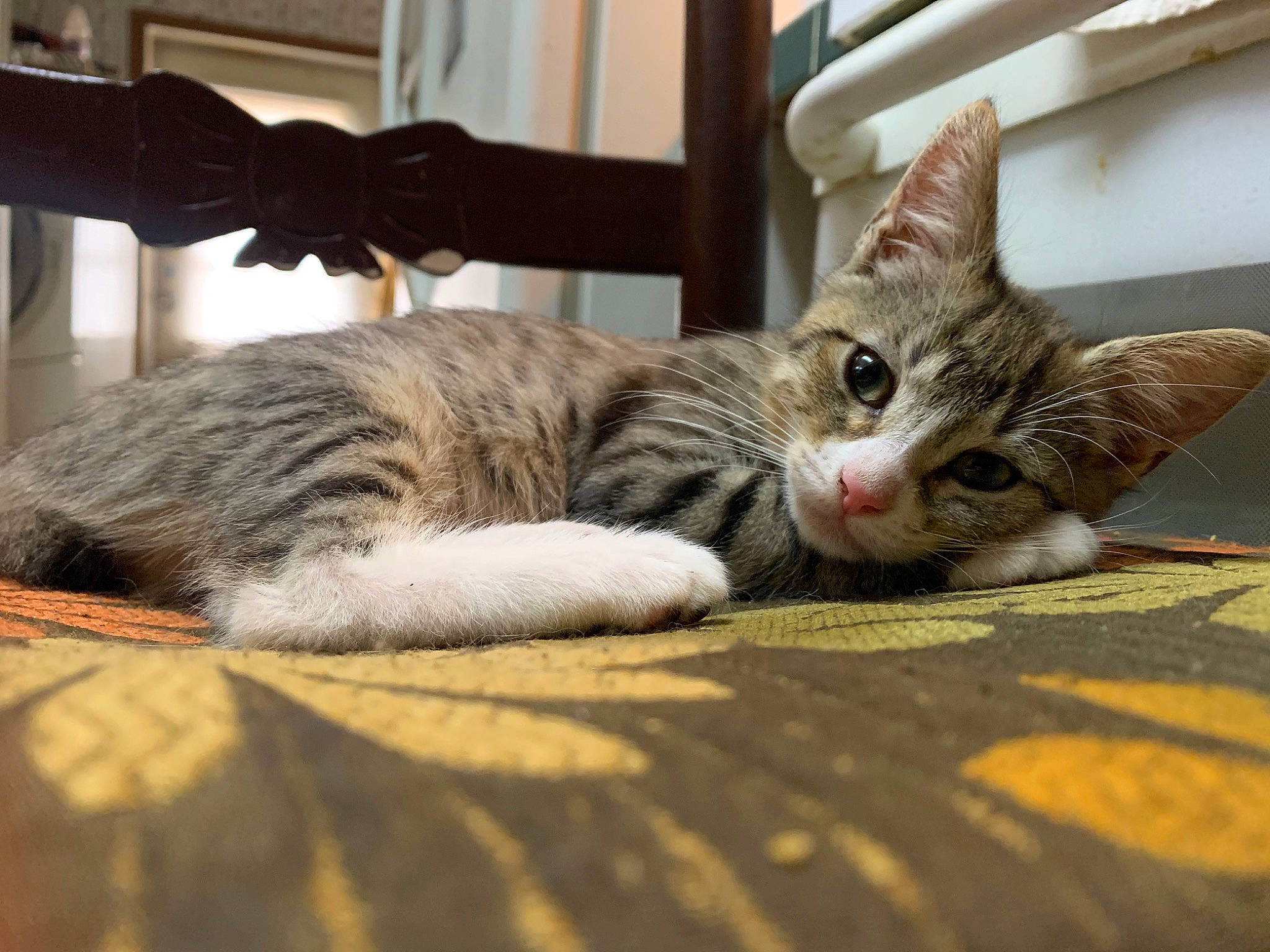 Sallie is registered to the contest to win money with this photo: carnivore, cat, claw, comfort, domestic_short_haired_cat, felidae, flooring, foot, fur, paw, sitting, small_to_medium_sized_cats, snout, tail, whiskers, wood