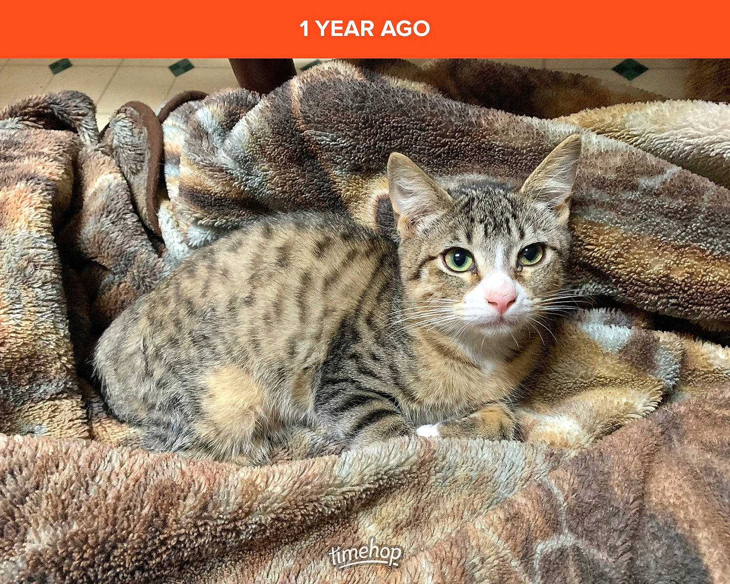 Sallie joined the competition — help win amazing prizes! carnivore, cat, claw, comfort, domestic_short_haired_cat, felidae, fur, organism, paw, photo_caption, small_to_medium_sized_cats, snout, terrestrial_animal, tree, whiskers, wildlife