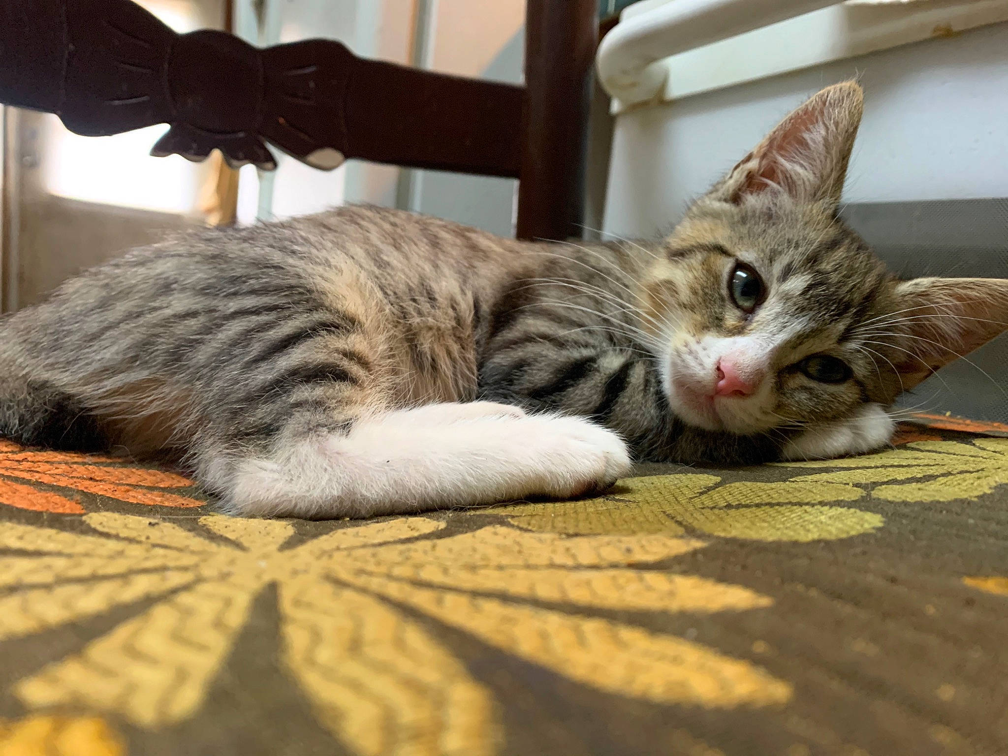 Sallie is registered to the contest to win money with this photo: carnivore, cat, claw, comfort, domestic_short_haired_cat, felidae, flooring, fur, nap, paw, sitting, small_to_medium_sized_cats, snout, tail, whiskers, wood