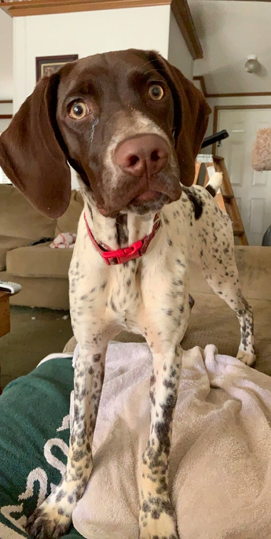 Lady is registered to the contest to win money with this photo: braque_francais, canidae, carnivore, collar, companion_dog, dog, dog_breed, dog_collar, dog_supply, fawn, german_shorthaired_pointer, gun_dog, hunting_dog, liver, non_sporting_group, picture_frame, sporting_group, whiskers, working_animal