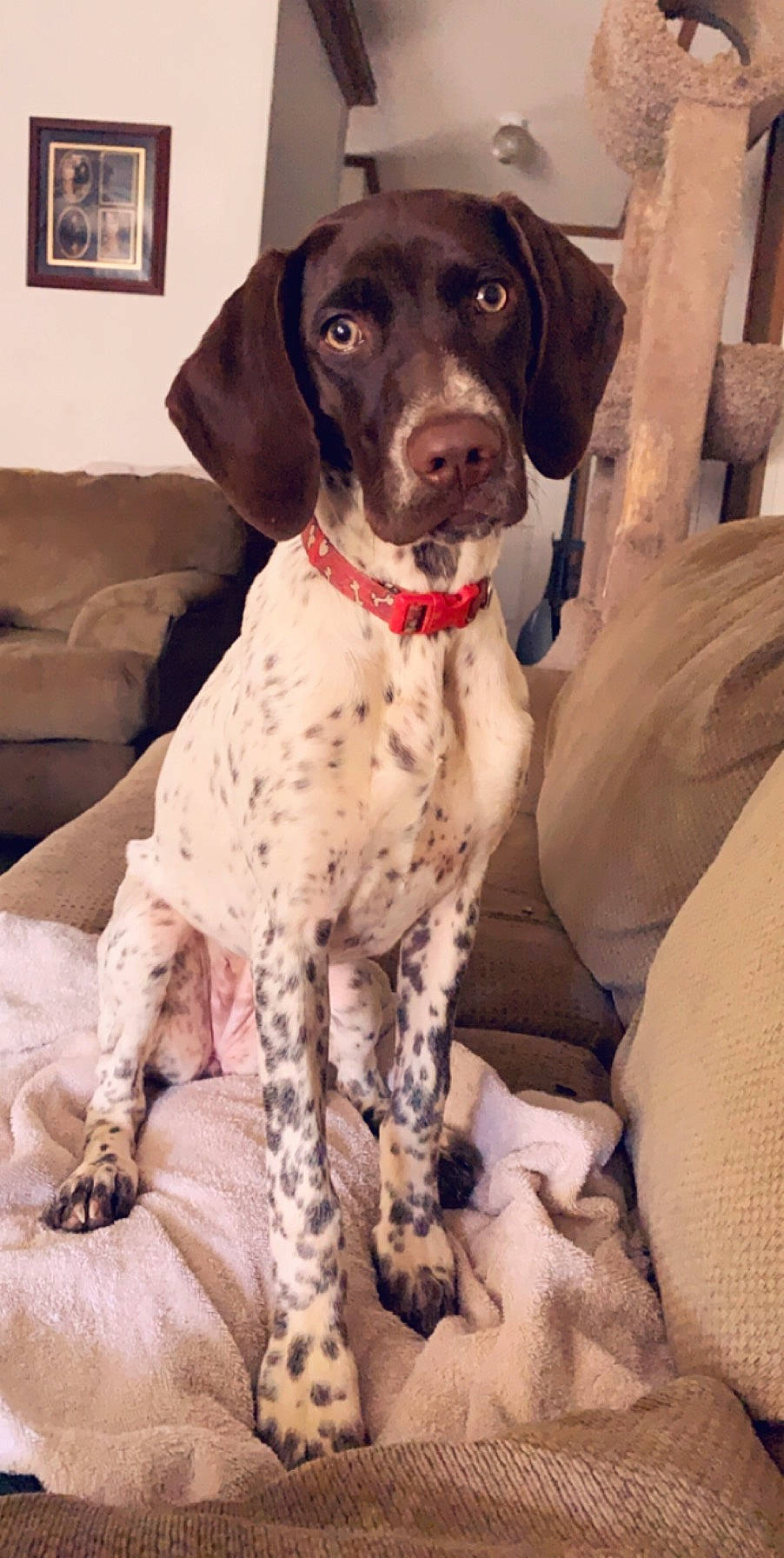 Lady joined the competition — help win amazing prizes! braque_francais, carnivore, collar, companion_dog, couch, dog, dog_breed, dog_collar, gun_dog, hunting_dog, liver, non_sporting_group, old_danish_pointer, picture_frame, sporting_group, working_animal