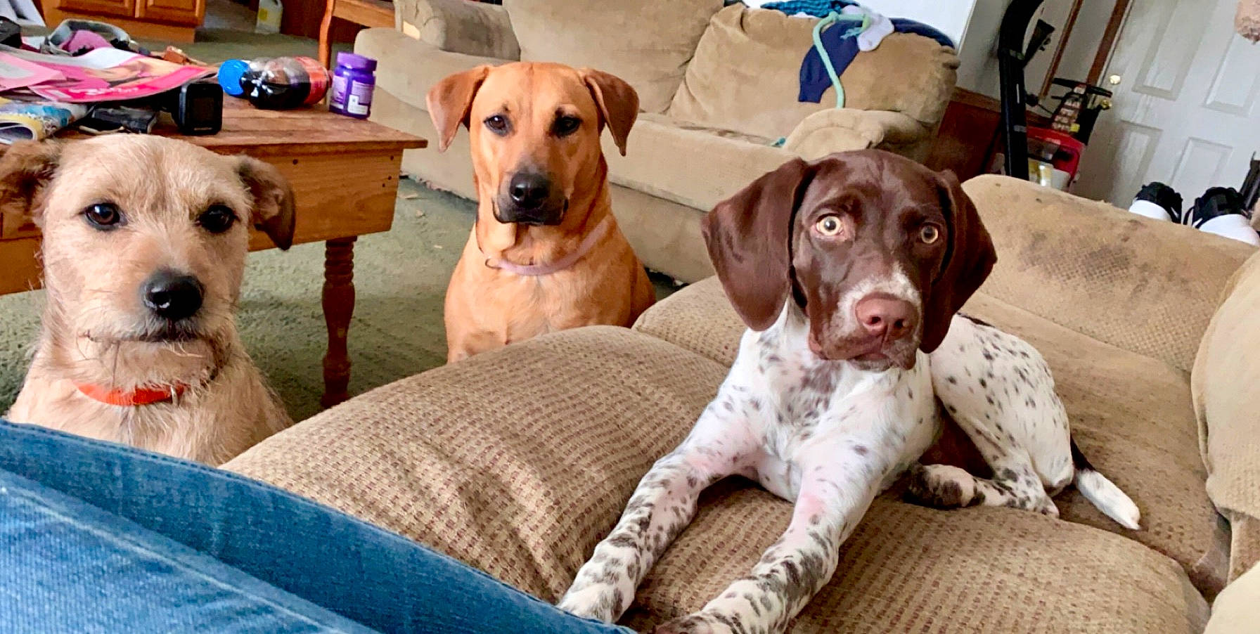 Lady joined the competition — help win amazing prizes! canidae, carnivore, collar, comfort, companion_dog, dog, dog_breed, dog_collar, dog_supply, fawn, fur, gun_dog, hunting_dog, liver, non_sporting_group, paw, pet_supply, snout, sporting_group, working_animal