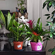 Péter a rejoint le concours — aidez-le/la à gagner de superbes lots ! cat, plant, potted_plant, greenery, indoor, table, leaf, flower, decor, curious, pet, animal, nature, home, furniture, relaxing, cozy, domestic, white_wall, collar