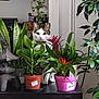cat, plant, potted_plant, greenery, indoor, table, leaf, flower, decor, curious, pet, animal, nature, home, furniture, relaxing, cozy, domestic, white_wall, collar