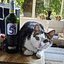 Péter a rejoint le concours — aidez-le/la à gagner de superbes lots ! cat, bottle, countertop, window, tree, indoor, green, glass, animal, pet, curious, wood, kitchen, leaf, natural_light, domestic, feline, table, resting, white
