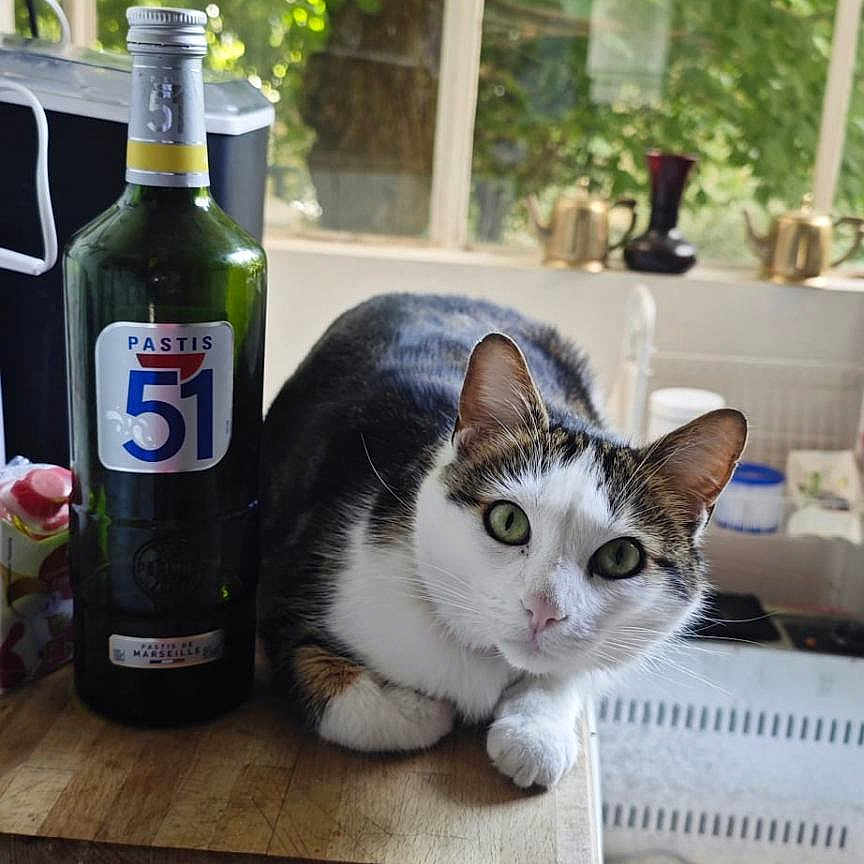 Péter a rejoint le concours — aidez-le/la à gagner de superbes lots ! animal, bottle, cat, countertop, curious, domestic, feline, glass, green, indoor, kitchen, leaf, natural_light, pet, resting, table, tree, white, window, wood