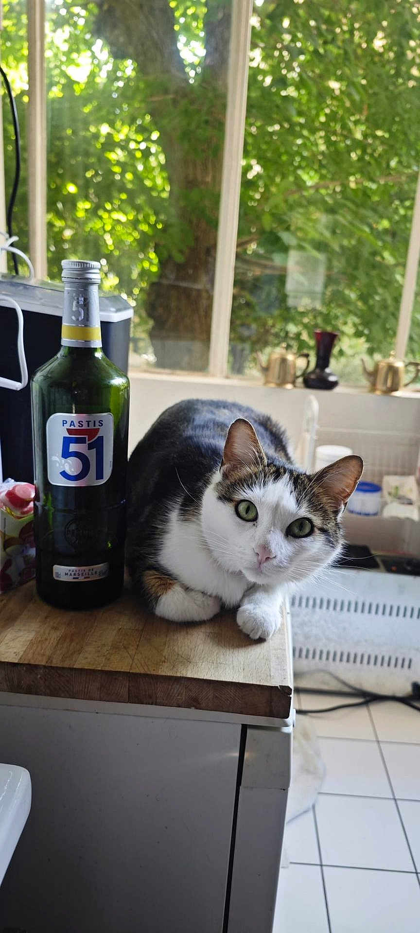 Péter a rejoint le concours — aidez-le/la à gagner de superbes lots ! cat, bottle, countertop, window, tree, indoor, green, glass, animal, pet, curious, wood, kitchen, leaf, natural_light, domestic, feline, table, resting, white