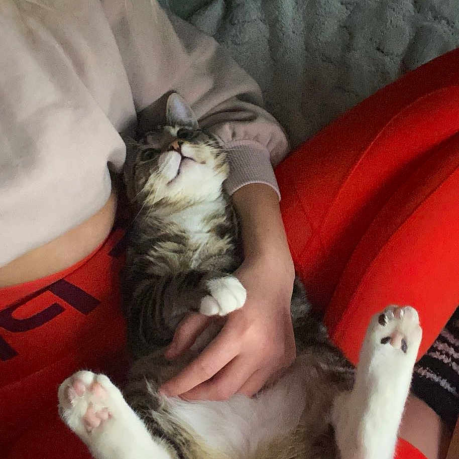 Sushi a rejoint le concours — aidez-le/la à gagner de superbes lots ! animal, cat, claws, couch, cozy, feline, fur, hand, indoor, light_sweater, lying_down, paw, person, pet, pillow, red_pants, relaxed, resting, tabby_cat, whiskers