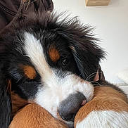 Hope participe au concours pour gagner de l'argent avec cette photo : dog, puppy, bernese_mountain_dog, close_up, fluffy, fur, sleepy, cute, pet, animal, indoor, snuggling, paws, black_fur, white_fur, brown_fur, nose, face, cozy, relaxed
