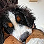 dog, puppy, bernese_mountain_dog, close_up, fluffy, fur, sleepy, cute, pet, animal, indoor, snuggling, paws, black_fur, white_fur, brown_fur, nose, face, cozy, relaxed