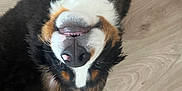Hope participe au concours pour gagner de l'argent avec cette photo : dog, bernese_mountain_dog, upside_down, tongue_out, playful, fur, pet, canine, animal, floor, wooden_floor, black_fur, white_fur, brown_fur, cute, domestic_animal, lying_down, close_up, smiling, happy