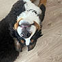 dog, bernese_mountain_dog, upside_down, tongue_out, playful, fur, pet, canine, animal, floor, wooden_floor, black_fur, white_fur, brown_fur, cute, domestic_animal, lying_down, close_up, smiling, happy