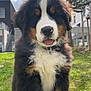 bernese_mountain_dog, puppy, dog, grass, outdoor, happy, tongue_out, fluffy, animal, pet, nature, tree, sky, clouds, building, collar, cute, young, mammal, portrait