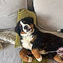 puppy, dog, bernese_mountain_dog, couch, cushion, blanket, indoor, pet, fur, cute, relaxed, lying_down, cozy, white, black, brown, animal, companion, home, soft