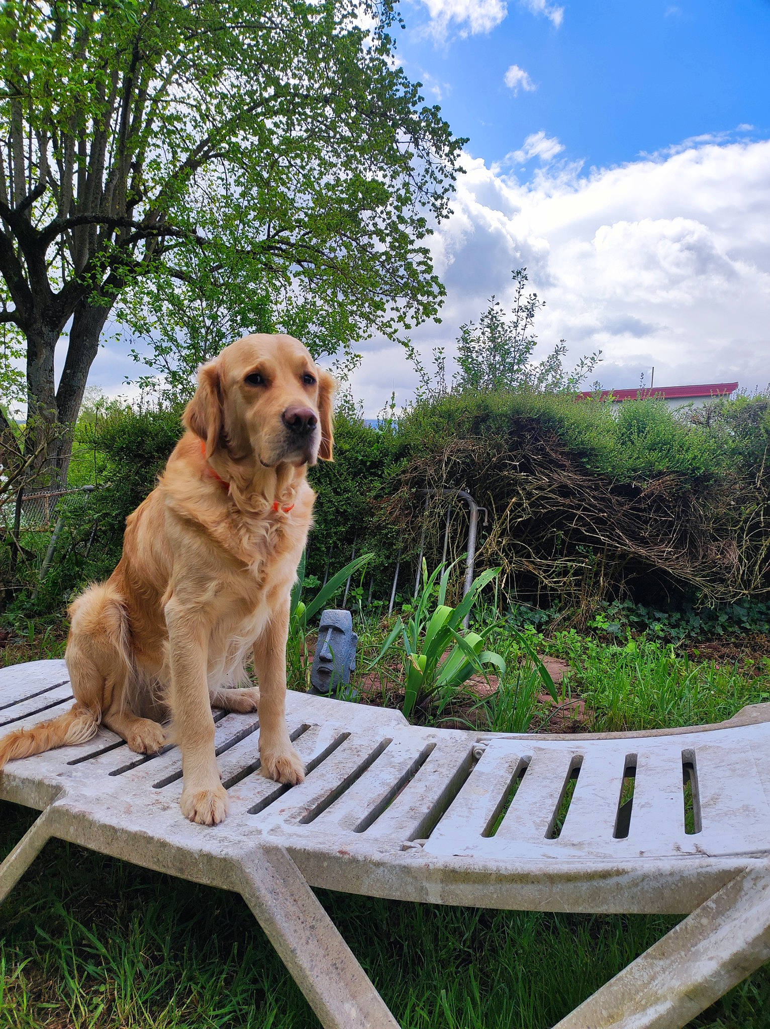 Neymar a rejoint le concours — aidez-le/la à gagner de superbes lots ! carnivore, cloud, collar, companion_dog, dog, dog_breed, dog_collar, fawn, grass, gun_dog, landscape, leisure, outdoor_bench, outdoor_furniture, plant, sky, sporting_group, tail, tree, wood