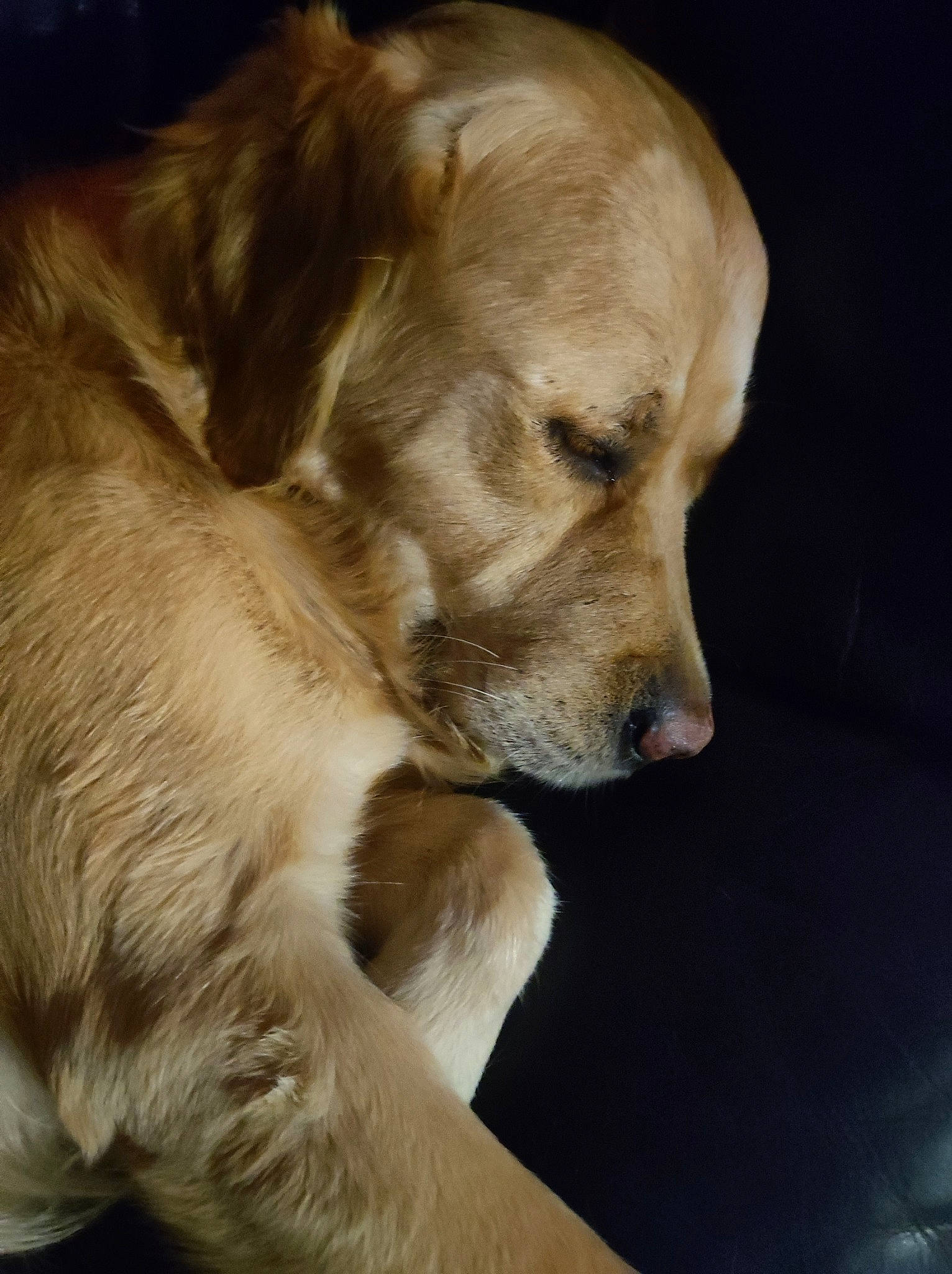 Neymar participe au concours pour gagner de l'argent avec cette photo : ancient_dog_breeds, bored, canidae, carnivore, companion_dog, dog, dog_breed, fawn, fur, paw, retriever, small_greek_domestic_dog, snout, sporting_group, tail, terrestrial_animal, tree, whiskers, working_animal