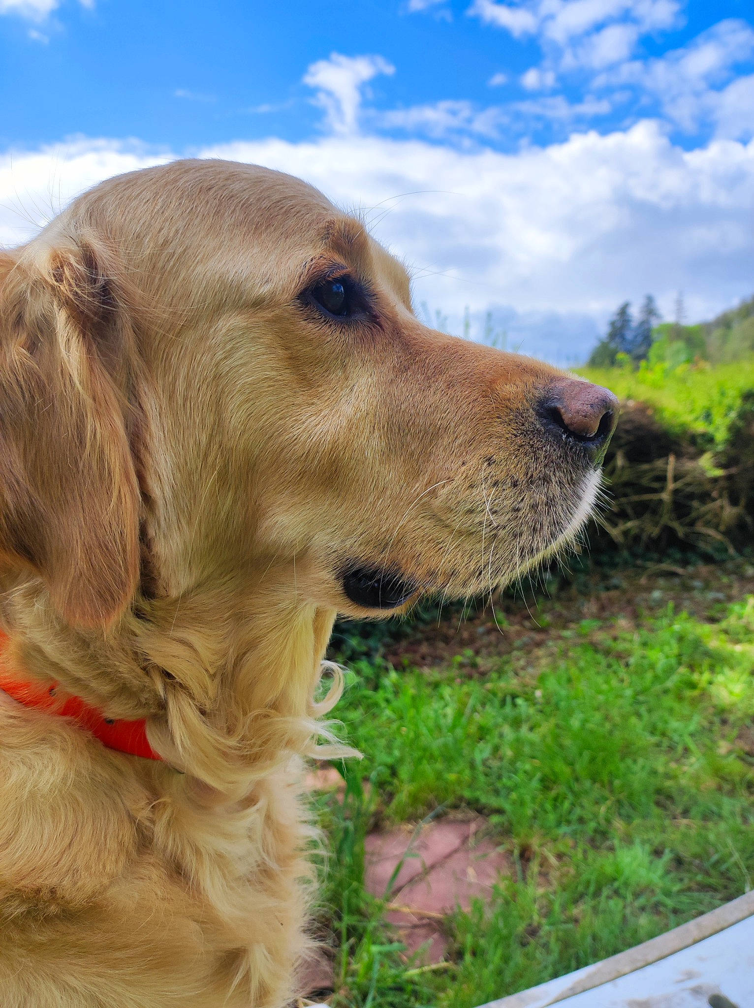 Neymar participe au concours pour gagner de l'argent avec cette photo : carnivore, cloud, companion_dog, cumulus, dog, dog_breed, dog_collar, fur, golden_retriever, grass, gun_dog, hunting_dog, liver, plant, retriever, sky, sporting_group, tree, whiskers, working_dog