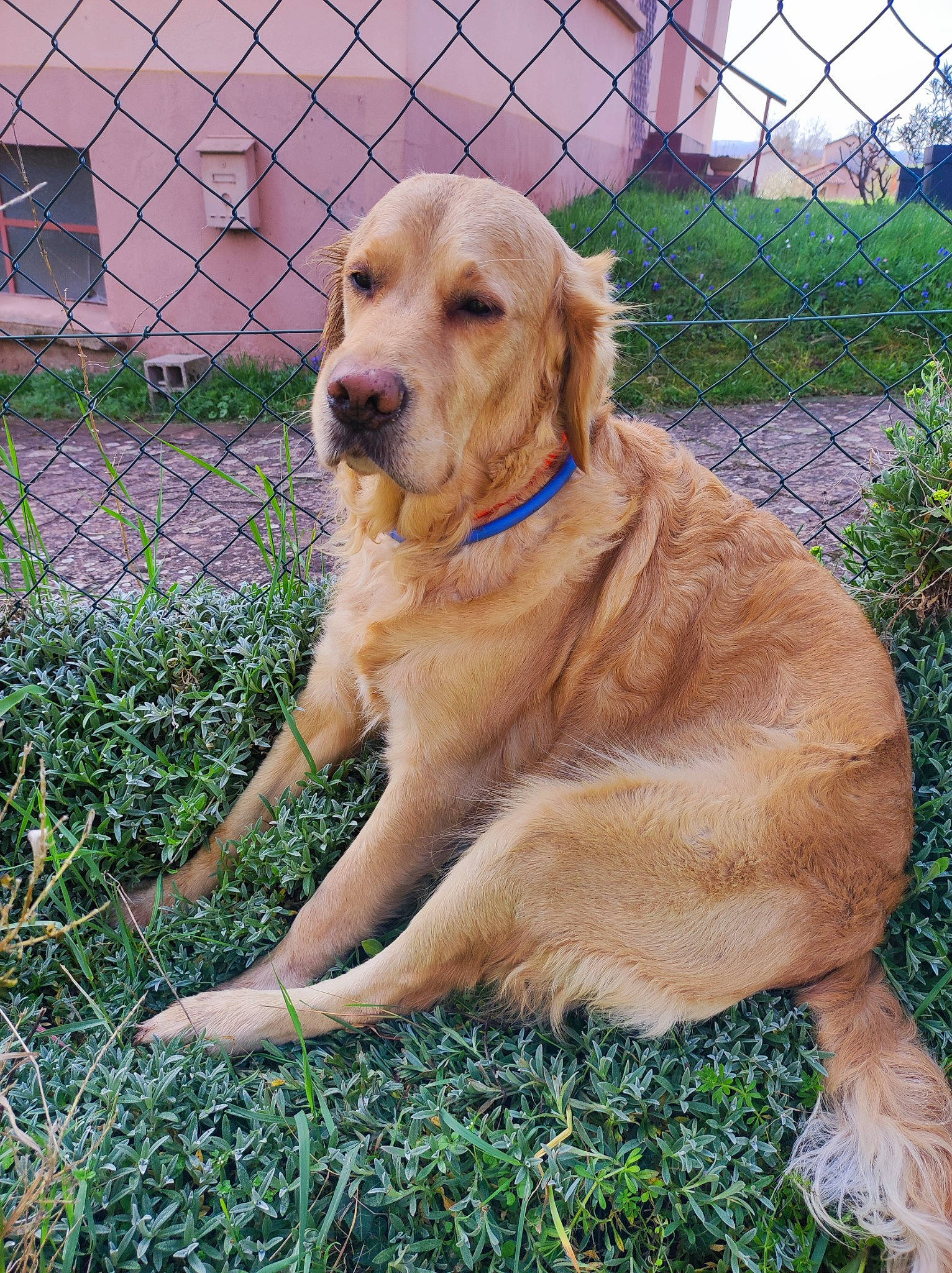 Neymar participe au concours pour gagner de l'argent avec cette photo : canidae, carnivore, companion_dog, dog, dog_breed, fawn, fence, fur, grass, gun_dog, home_fencing, mesh, pet_supply, plant, snout, sporting_group, tail, terrestrial_animal, wire_fencing, working_animal