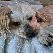 Caramel a rejoint le concours — aidez-le/la à gagner de superbes lots ! dog, close_up, resting, fluffy, paw, white_blanket, soft_texture, relaxed, cozy, animal, pet, fur, cute, indoor, sleepy, portrait, canine, laying, comfort, domestic