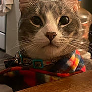 Coco joined the competition — help win amazing prizes! animal, blanket, cat, closeup, collar, curious, cute, domestic, ears, eyes, face, feline, furniture, indoor, kitchen, pet, portrait, table, warm_lighting, whiskers