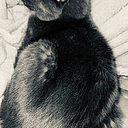 Shadow is registered to the contest to win money with this photo: cat, feline, pet, animal, fur, sleeping, blanket, cozy, resting, monochrome, black_and_white, close_up, soft_texture, indoor, cute, calm, relaxed, whiskers, ear, tail