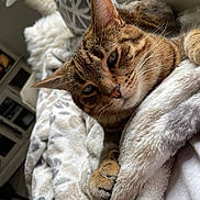 Gomez joined the competition — help win amazing prizes! cat, tabby, pet, animal, feline, fur, whiskers, paw, blanket, soft, couch, indoor, relaxed, sleepy, cozy, home, lamp, pillow, closeup, resting