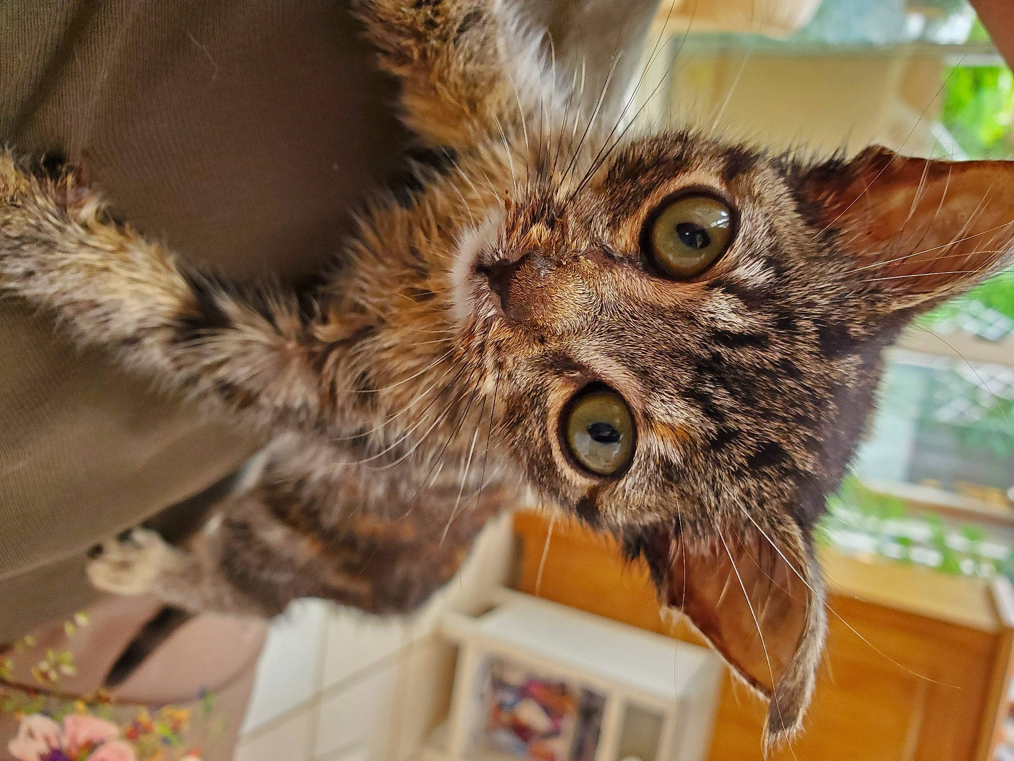 Daphnée participe au concours pour gagner de l'argent avec cette photo : carnivore, cat, claw, domestic_short_haired_cat, ear, fawn, felidae, fur, liver, paw, plant, small_to_medium_sized_cats, snout, tail, terrestrial_animal, tree, whiskers, wildlife, window