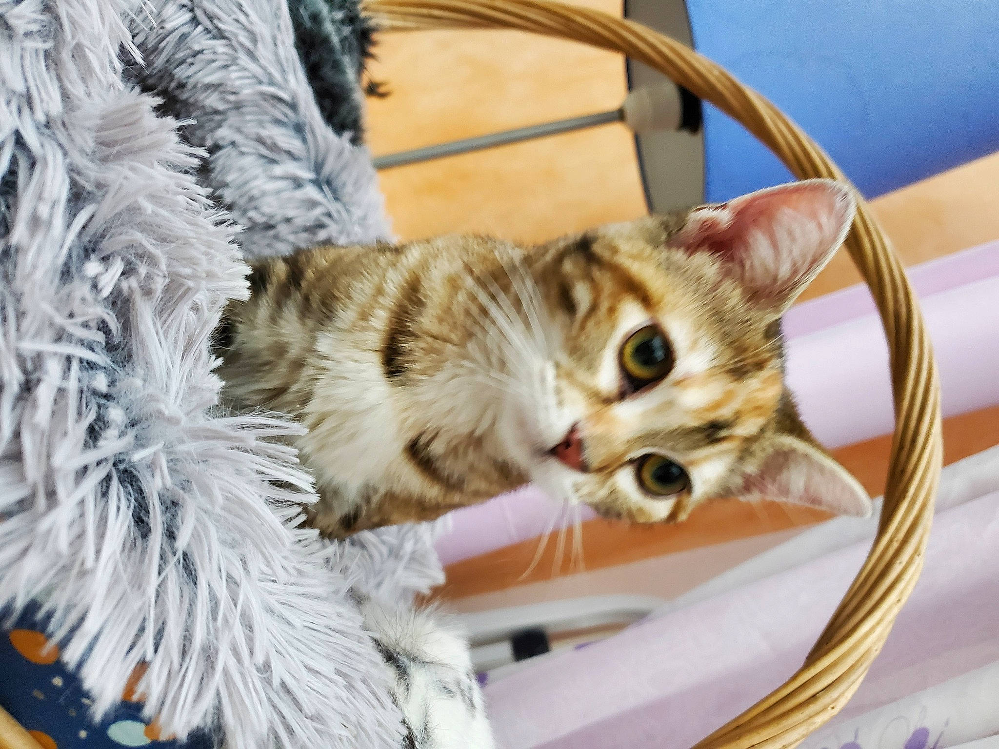 Tennessee participe au concours pour gagner de l'argent avec cette photo : basket, carnivore, cat, comfort, domestic_short_haired_cat, event, fawn, felidae, fur, paw, room, small_to_medium_sized_cats, tail, whiskers, wood