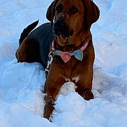 Mocha is registered to the contest to win money with this photo: dog, snow, winter, outdoor, bow_tie, collar, brown_fur, black_fur, sitting, portrait, pet, canine, snowy, fluffy_snow, furry, animal, front_view, alert, cute, nature