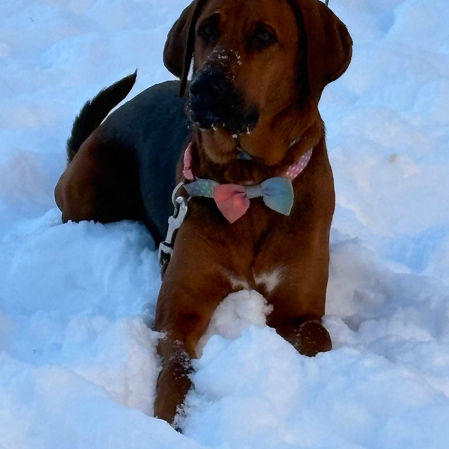 Mocha