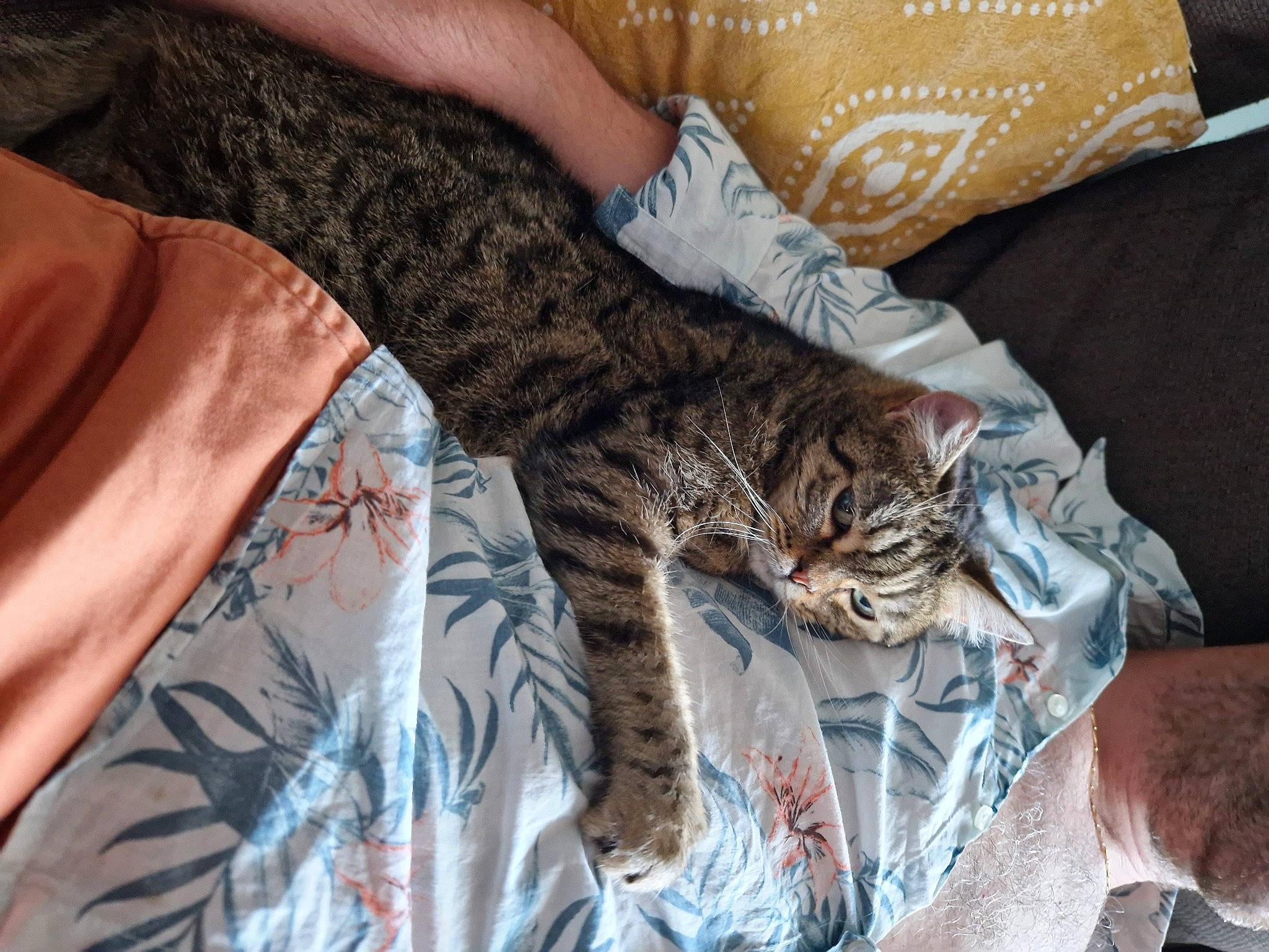 Comete a rejoint le concours — aidez-le/la à gagner de superbes lots ! bed, big_cats, carnivore, cat, comfort, domestic_short_haired_cat, fawn, felidae, fur, grey, leopard, linens, pattern, sleeve, small_to_medium_sized_cats, snout, tail, terrestrial_animal, textile, whiskers