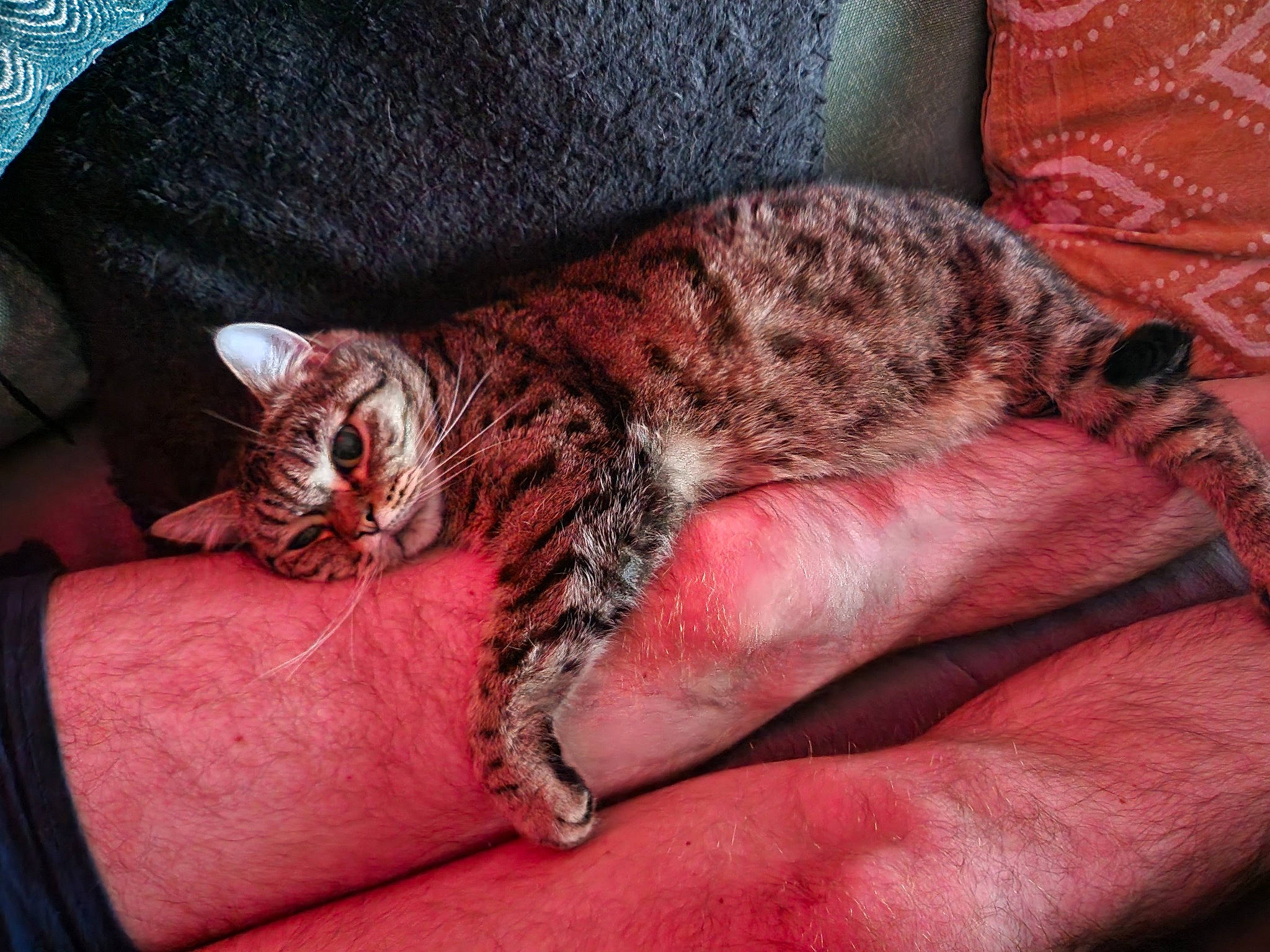 Comete participe au concours pour gagner de l'argent avec cette photo : carnivore, cat, cat_bed, claw, comfort, couch, domestic_short_haired_cat, fawn, felidae, fur, mammal, nail, nap, paw, small_to_medium_sized_cats, snout, tail, terrestrial_animal, vertebrate, whiskers