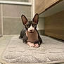 sphynx_cat, cat, hairless_cat, pet, indoor, bathroom, mat, tile_floor, wooden_cabinet, curious, relaxed, animal, feline, ears, eyes, portrait, closeup, resting, pink, gray