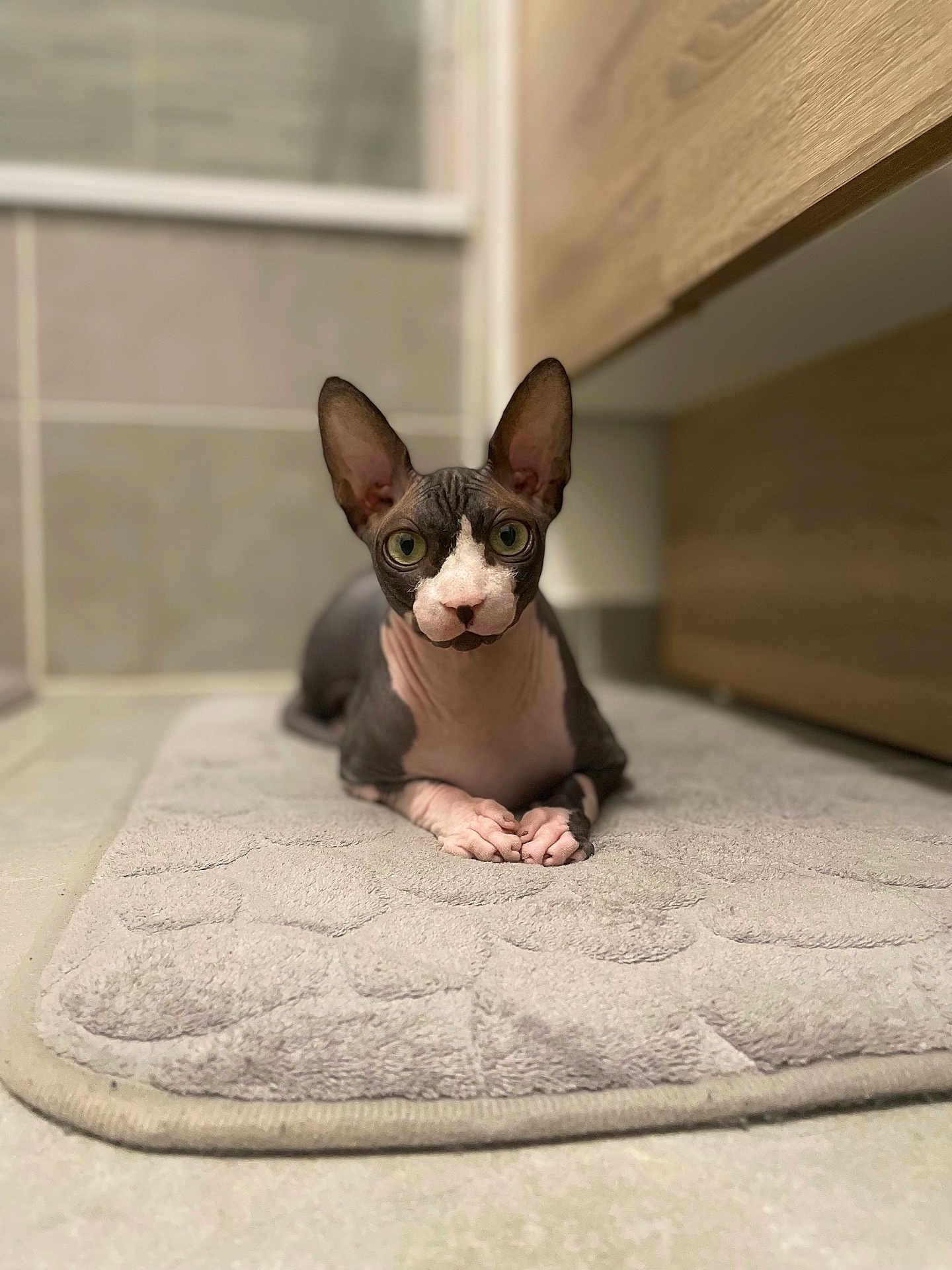 Kinder a rejoint le concours — aidez-le/la à gagner de superbes lots ! sphynx_cat, cat, hairless_cat, pet, indoor, bathroom, mat, tile_floor, wooden_cabinet, curious, relaxed, animal, feline, ears, eyes, portrait, closeup, resting, pink, gray