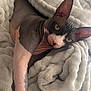 sphynx_cat, cat, hairless_cat, pet, animal, feline, ears, wrinkles, blanket, soft, cozy, stretching, resting, indoors, cute, relaxed, sleepy, closeup, furless, domestic_cat