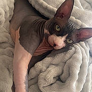 Kinder participe au concours pour gagner de l'argent avec cette photo : animal, blanket, cat, closeup, comfort, cozy, curious, ears, feline, hairless_cat, indoor, looking, pet, relaxed, resting, skin, soft_texture, sphynx_cat, stretching, wrinkles
